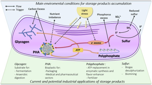 A critical review on biopolymer production from waste streams